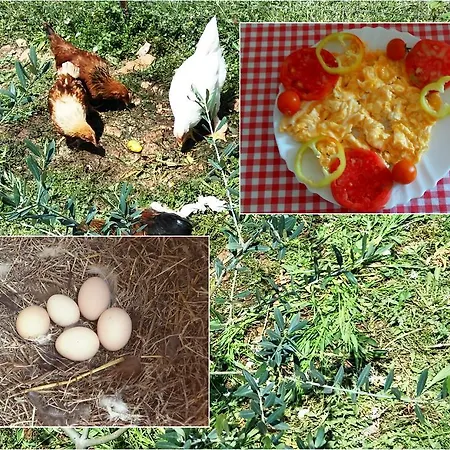 Πανσιόν & Casa Gagro 3*