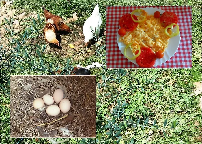 Pensionat Apartments & Rooms Casa Gagro 3*